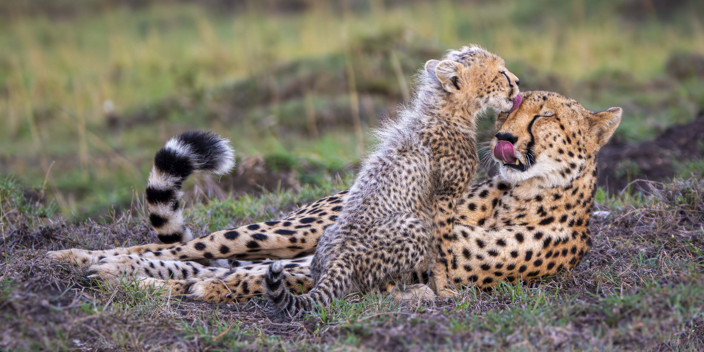 12x24_cheetah-love_landscape.jpg